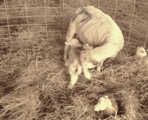 Shannon Hayes - Ewe with lambs