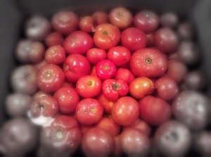 shannon hayes tomatoes 1