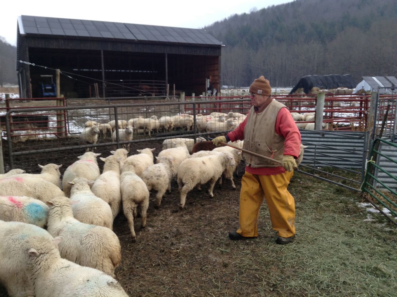 Sap Bush Hollow Farm sheep