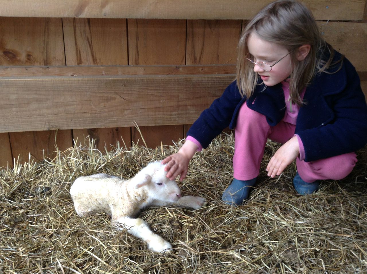 Sap Bush Hollow Farm lamb