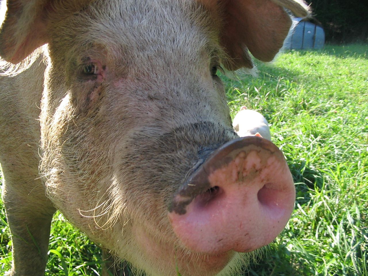 Sap Bush Hollow Farm pig