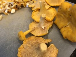 The Miracle of the Chanterelles
