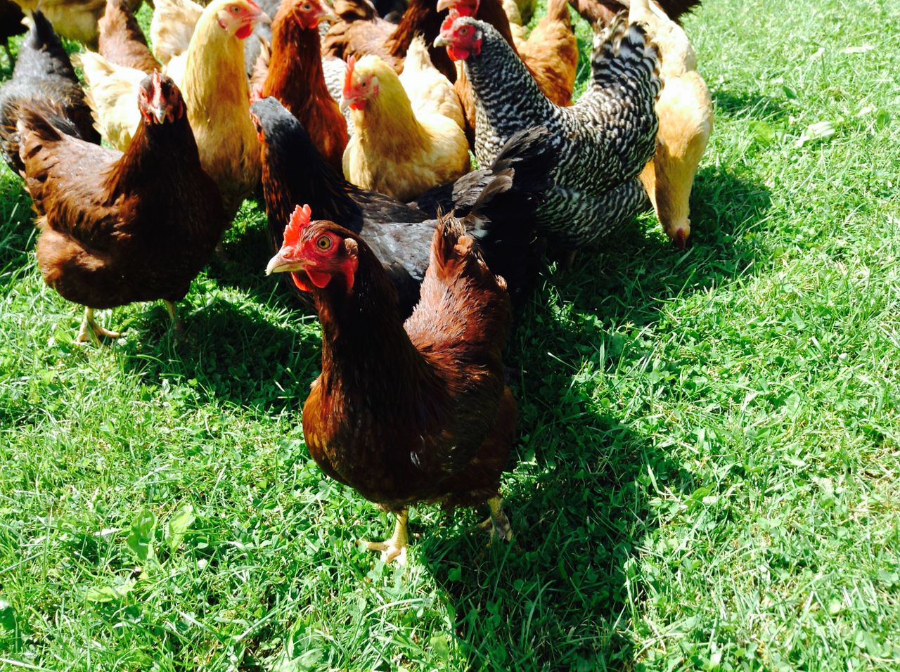 Sap Bush Hollow Farm chickens